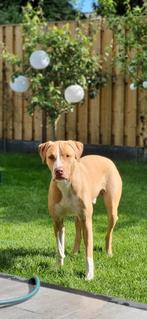 Lieve hond zoekt een nieuw goud mandje, Particulier, Reu, 1 tot 2 jaar, Buitenland