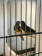 Splendid parkiet grijsgroen roodbuik pop, Dieren en Toebehoren, Vogels | Parkieten en Papegaaien, Vrouwelijk, Parkiet, Geringd