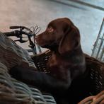 Lieve chocolade bruine labradors pups, Reu, 8 tot 15 weken, Labrador retriever, CDV (hondenziekte)