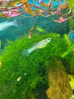 Panda guppys vrouwtjes, Vis, Zoetwatervis, Schoolvis