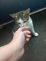 Mooie kittens, Dieren en Toebehoren
