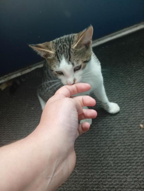 Mooie kittens  vandaag gratis op halen, Dieren en Toebehoren, Katten en Kittens | Overige Katten