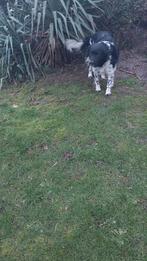 Friese stabij dekreu, Ophalen of Verzenden