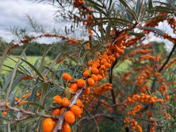 Solitaire heesters & meerstammige bomen beschikbaar voor biedingen