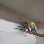 Regenboog grasparkiet pop, Vrouwelijk, Geringd