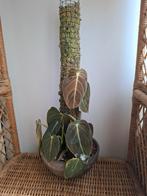 Philodendron melanochrysum met mospaal, Huis en Inrichting, Kamerplanten, Ophalen, Overige soorten, Minder dan 100 cm