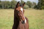 Luxe hengstveulen van Las Vegas, Dieren en Toebehoren, Paarden, Gechipt, Dressuurpaard, 0 tot 2 jaar, Hengst