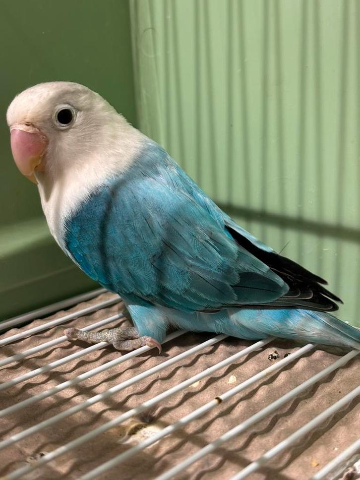 Mooie Jonge Agapornis Fischerie, Dieren en Toebehoren, Vogels | Overige Vogels, Meerdere dieren, Tam