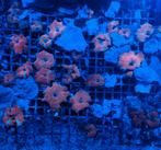 Zeeaquarium discosoma special selected, Dieren en Toebehoren, Vissen | Aquariumvissen, Vis