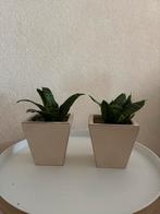Twee kleine sanseveria’s in pot, Huis en Inrichting, Ophalen, In pot, Halfschaduw, Minder dan 100 cm