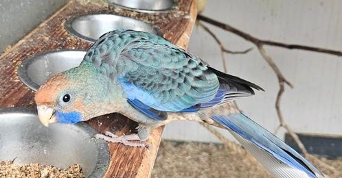 Pennanten, Dieren en Toebehoren, Vogels | Parkieten en Papegaaien, Dwergpapegaai of Agapornis, Meerdere dieren