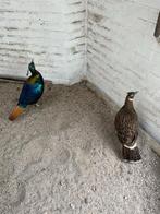 Glansfazant, Dieren en Toebehoren, Meerdere dieren, Kip