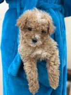 Maltipoo pup, 8 tot 15 weken, Eén hond, Nederland, Particulier