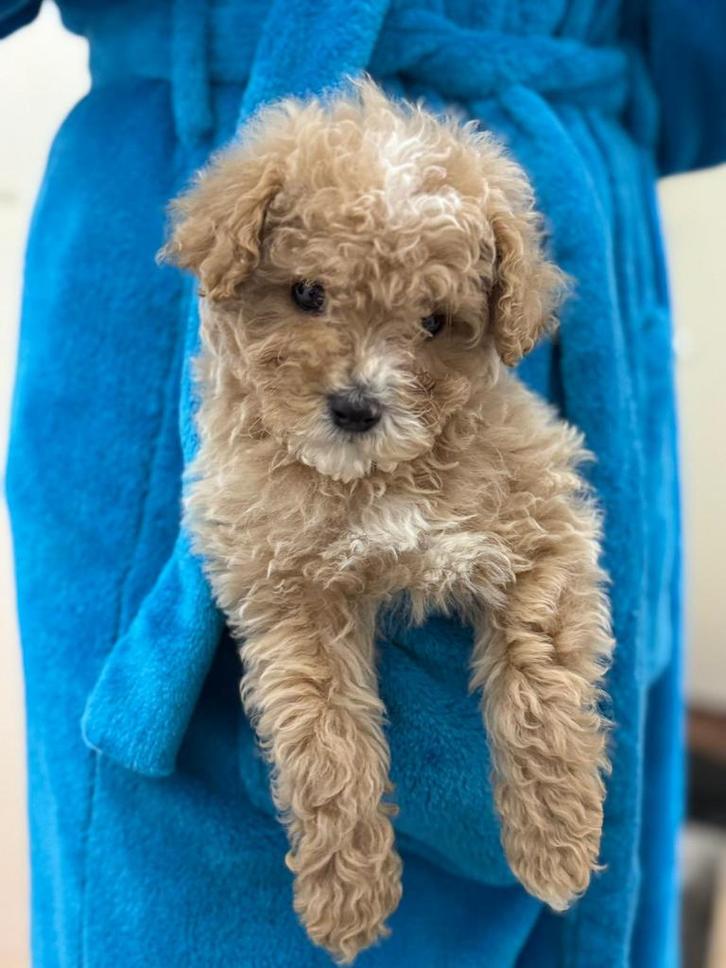 Maltipoo pup, Dieren en Toebehoren, Honden | Chihuahua's en Gezelschapshonden, Reu, Overige rassen, Particulier, Eén hond, Nederland