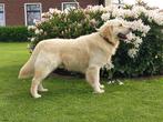 Golden retriever dekreu met stamboom., Golden retriever, Reu, 1 tot 2 jaar, Meerdere