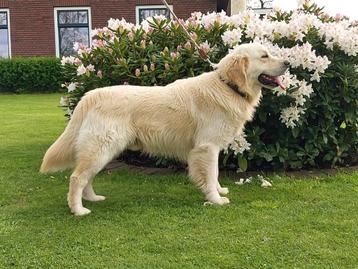 Golden retriever dekreu met stamboom.  beschikbaar voor biedingen