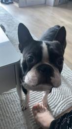 Hondenoppas gezocht voor Boston Terrier, Dieren en Toebehoren, Ophalen, Zo goed als nieuw