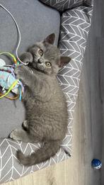 Britse korthaar kittens, Dieren en Toebehoren, Katten en Kittens | Raskatten | Korthaar