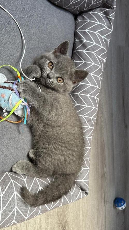 Britse korthaar kittens, Dieren en Toebehoren, Katten en Kittens | Raskatten | Korthaar
