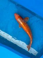 Koi, Dieren en Toebehoren, Vissen | Vijvervissen, Karper of Koi