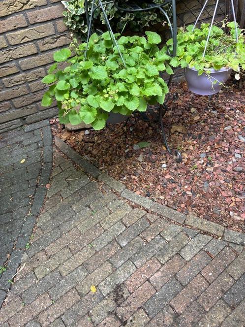 Kruipklokje Campanula poscharskyana 'Stella' in hangpot, Tuin en Terras, Planten | Tuinplanten, Vaste plant, Bodembedekkers, Volle zon