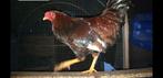 Jonge haan wyandotte / schijndelaar 6 maanden, gratis, Dieren en Toebehoren, Pluimvee, Mannelijk, Kip
