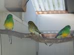 roodstuitparkiet, Dieren en Toebehoren, Meerdere dieren, Parkiet, Geringd