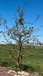 Opal Laagstam Pruim 20 jaar, Ophalen, 250 tot 400 cm, Pruimenboom, Lente