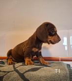 Gladharige teckel pups, Standaard, 8 tot 15 weken, Korthaar, Meerdere