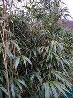 Aangeboden mooie bamboe., Tuin en Terras, Planten | Tuinplanten, Ophalen of Verzenden