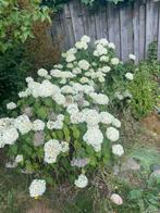 2 hortensia’s, Tuin en Terras, Vaste plant, Halfschaduw, Zomer, Ophalen