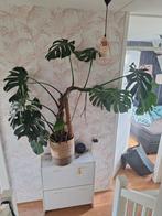 Grote Monstera Deliciosa, Huis en Inrichting, Kamerplanten, Ophalen, Overige soorten, Halfschaduw, In pot
