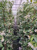 Trachelospermum jasminoides toscaanse jasmijn klimplanten, Tuin en Terras, Planten | Struiken en Hagen, Ophalen of Verzenden, Overige soorten