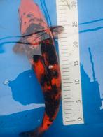 Koi karper, Dieren en Toebehoren, Vissen | Vijvervissen, Karper of Koi