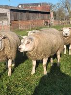 Dekrammen, Mannelijk, Schaap, 0 tot 2 jaar