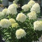 Hortensia Bobo zeer compact en vol met witte bloei, Ophalen, Zomer, Overige soorten, Halfschaduw