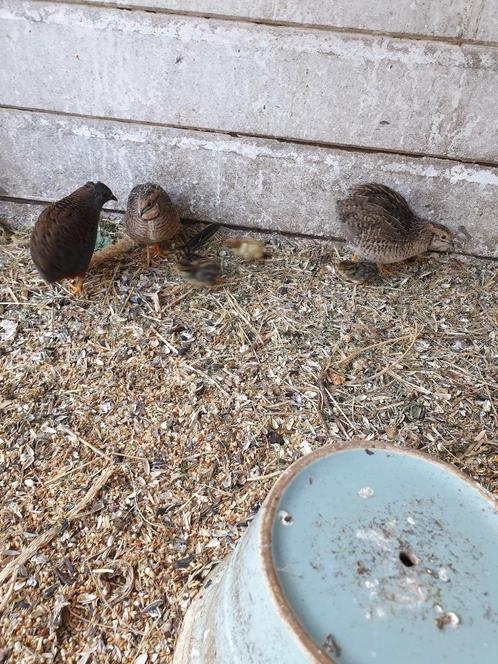 2Jonge kwartel man te koop, geb.6-6-25 +5 jonge parkieten., Dieren en Toebehoren, Vogels | Overige Vogels, Tropenvogel, Meerdere dieren