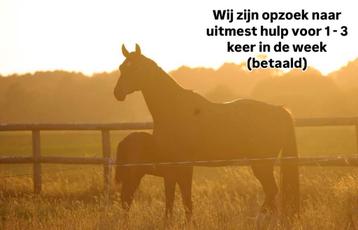 Gezocht uitmesthulp 1-2 keer per week beschikbaar voor biedingen