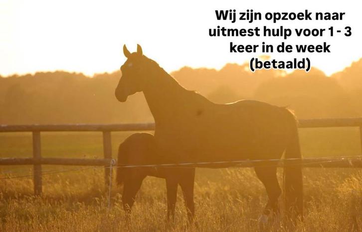 Gezocht uitmesthulp 1-2 keer per week, Dieren en Toebehoren, Stalling en Weidegang