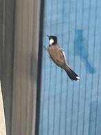 Buulbuul, Dieren en Toebehoren, Mannelijk