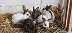 Jonge Rijnlander konijntjes te koop, Dieren en Toebehoren, Konijnen, Meerdere dieren, Middelgroot, 0 tot 2 jaar