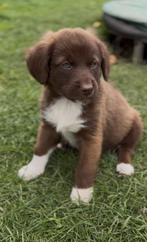 Toller kruising, Dieren en Toebehoren, CDV (hondenziekte), 8 tot 15 weken, Meerdere, Meerdere dieren