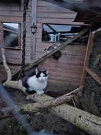 Gesteriliseerde poes., Dieren en Toebehoren, Poes, Kortharig, 3 tot 5 jaar