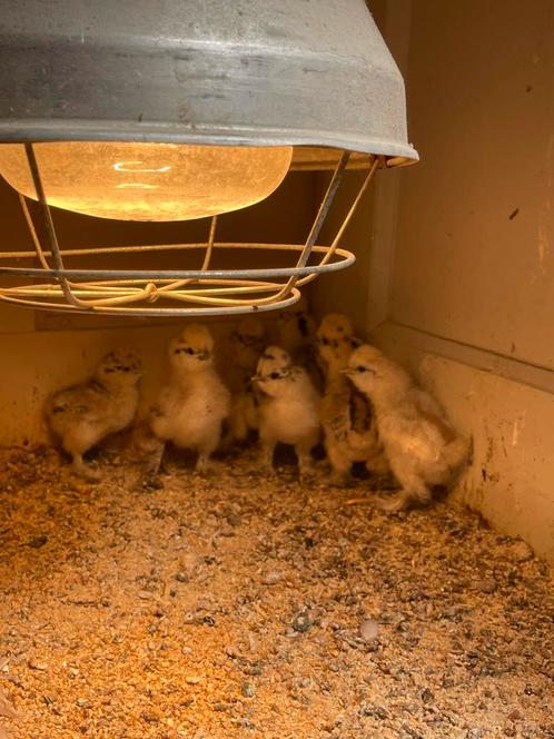 USA zijdehoen kuikens, Dieren en Toebehoren, Pluimvee, Kip, Geslacht onbekend