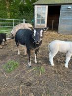 Dassenkop ooi met ramlam, Dieren en Toebehoren, Schapen, Geiten en Varkens, Meerdere dieren, Schaap, 0 tot 2 jaar