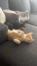 Katten, Dieren en Toebehoren, Katten en Kittens | Overige Katten, Meerdere dieren, 0 tot 2 jaar