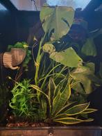 Bio actief terrarium, Dieren en Toebehoren, Ophalen, Gebruikt, Terrarium of Paludarium