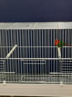 Papegaaiamadine - roodkop, Dieren en Toebehoren, Vogels | Overige Vogels, Mannelijk, Tropenvogel, Geringd