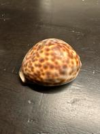 Mooie Kauri Schelp, Ophalen of Verzenden, Zo goed als nieuw