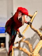 Jonge groenvleugel Ara Pop, Dieren en Toebehoren, Vogels | Parkieten en Papegaaien, Vrouwelijk, Papegaai, Geringd